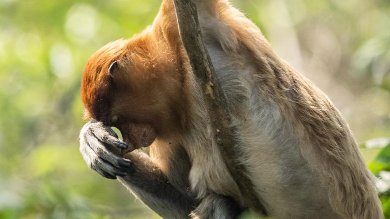 Hari Ke-10 Pemadaman Kebakaran Lahan Gambut di Riau