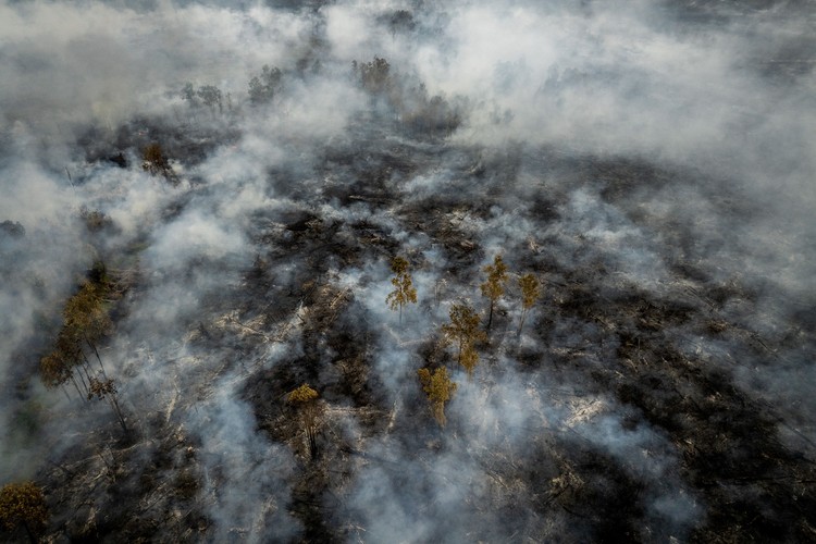Karhutla Berulang Bikin Hutan Makin Rentan Terbakar