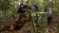 Video Karhutla Belum Usai, Masih Ada Ruang untuk Orangutan di Pusat Rehab?