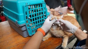 Pawrents Ramai-ramai Bawa Anabul Vaksinasi Rabies Gratis