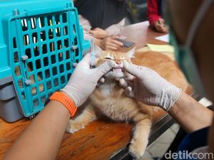 Pawrents Ramai-ramai Bawa Anabul Vaksinasi Rabies Gratis