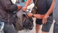 Pria Spesialis Curanmor di Polman Ditangkap Saat Antre di SPBU
