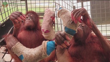 Di Balik Penyelamatan Novita: Empat Ruas Jari Hilang, Puluhan Orang Utan Lain Terpapar Asap