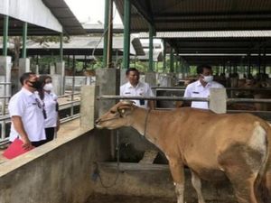 Tak Ada Penyaluran Hibah, Bibit Sapi Menumpuk di Sentra Ternak Sobangan