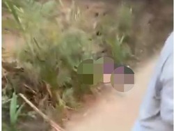 Wanita Ditemukan Tewas di Kebun Sawit Mesuji dengan Setengah Telanjang