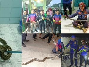 King Kobra Nangkring di Jok Motor hingga Sanca Jatuh dari Plafon, Ini 5 Kejadiannya