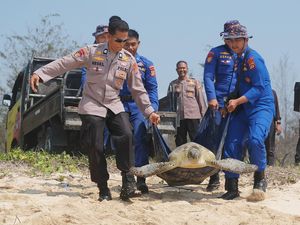 20 Penyu Hijau Hasil Sitaan Dilepasliarkan di Bali