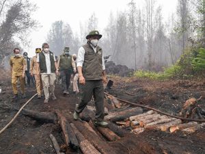 Menhut Prihatin Satwa Terdampak Karhutla: Mereka Tak Bisa Minta Tolong