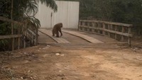 Habitat Terbakar, Seekor Orang Utan di Kalteng Muncul ke Jalan untuk Cari Makan