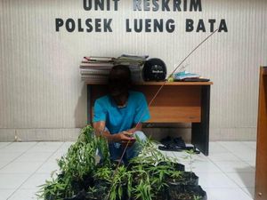 Tanam Ganja di Pekarangan Rumah Warga, Pria di Banda Aceh Diserahkan ke Polisi