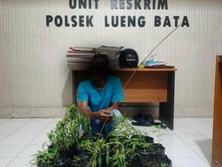Tanam Ganja di Pekarangan Rumah Warga, Pria di Banda Aceh Diserahkan ke Polisi