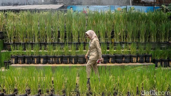 Warga Pasar Minggu Manfaatkan Galon Bekas untuk Tanam Padi