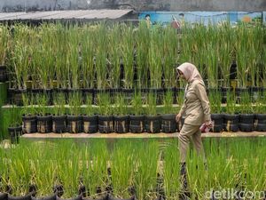 Warga Pasar Minggu Manfaatkan Galon Bekas untuk Tanam Padi