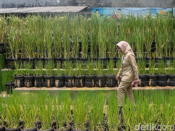 Warga Pasar Minggu Manfaatkan Galon Bekas untuk Tanam Padi