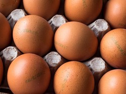 Apa Beda Telur dengan Label Cage-Free, Free-Range, dan Pasture-Raised?