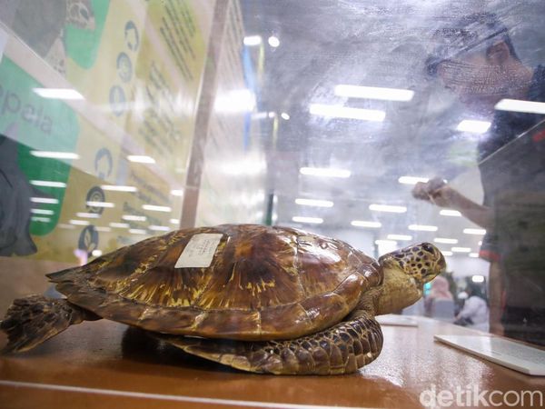 Dari Kayu hingga Flora Fauna, Pameran Hutan Hadir di Bundaran HI
