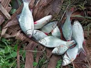Temuan Ikan di Kali Surabaya yang Didominasi Betina, Pakar IPB Ungkap Penyebabnya