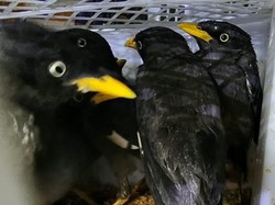 Polisi Gagalkan Pengiriman 832 Ekor Burung di Pelabuhan Bakauheni