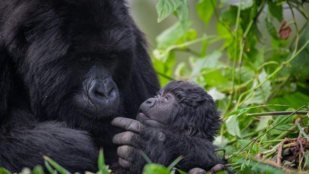 Volcanoes National Park di Musanze, Rwanda