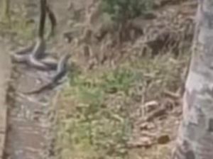 Heboh 4 Kobra Jumbo Kawin di Curug Bangkong Kuningan