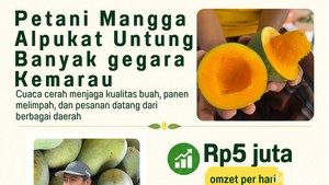Infografis: Manisnya Budidaya Mangga Alpukat Cuan Rp 5 Juta/Hari
