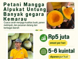 Infografis: Manisnya Budidaya Mangga Alpukat Cuan Rp 5 Juta/Hari