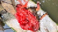 Buruh Singkong Temukan Jasad Bayi Mengambang di Sungai Terusan Lampung