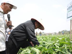 Mentan Dorong Pengembangan Kedelai 5.000 Hektare di Grobogan dengan UGM