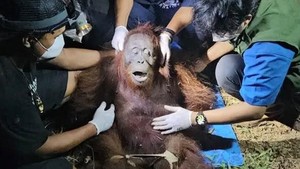 Guru Besar UGM: 57.000 Orang Utan Terdampak Karhutla, Banyak Satwa Mati Tak Tercatat