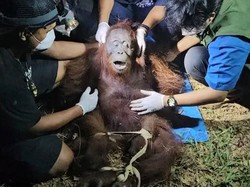 Guru Besar UGM: 57.000 Orang Utan Terdampak Karhutla, Banyak Satwa Mati Tak Tercatat