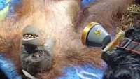 Bertahan di Pohon 10 Meter, Orang Utan Ira Akhirnya Bisa Dievakuasi
