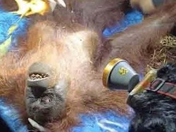 Tak Dapat Makanan di Hutan Bekas Terbakar, Orang Utan Ira Dievakuasi