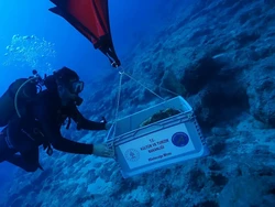 Bangkai Kapal Tertua di Dunia Ditemukan, Umurnya 4.700 Tahun