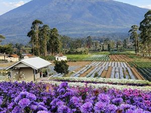 Pesona Bukit Hortensia, Wisata Baru Majalengka Berlatar Ciremai