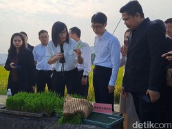 Kementrans Gandeng Pusat Riset Padi China Kembangkan Kawasan Transmigrasi Papua