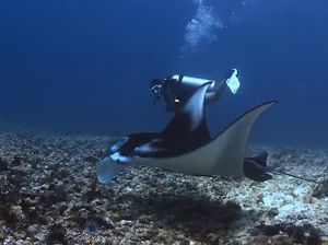 Sosok Veronica, Dive Master Korban Pinisi Tenggelam di TN Komodo