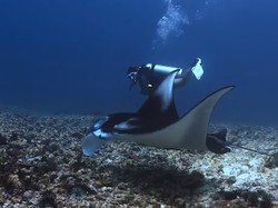 Sosok Veronica, Dive Master Korban Pinisi Tenggelam di TN Komodo
