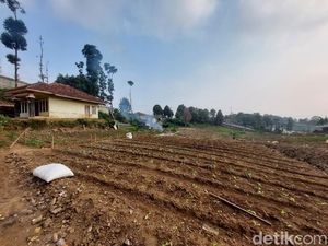 Eceng Gondok yang Tumbuh Tak Terkendali Disulap Jadi Pupuk-Paving