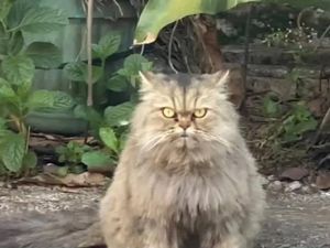 Pemilik Kucing Dapat Info Cimi Dibuang, Sudah Dicari tapi Belum Ketemu