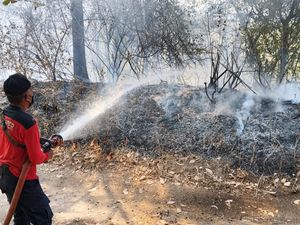 3 Hektare Kebun Mangga dan Jambu Mete di Karangasem Terbakar