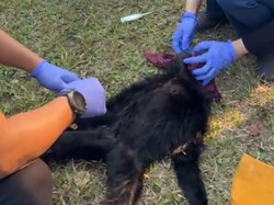 BKSDA Evakuasi 4 Satwa dari Bumi Kedaton Lampung Usai Viral Satwa Kehausan