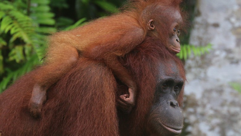Hari Ke-10 Pemadaman Kebakaran Lahan Gambut di Riau