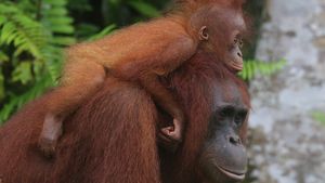 Potret Flora-Fauna Tanjung Puting, Taman Nasional yang Terbakar