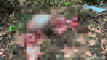 Banteng Jawa Mati Dikuliti di TNAP Banyuwangi, Diduga Ulah Pemburu Bersenpi