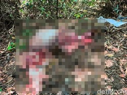 Banteng Jawa Dikuliti di Taman Nasional Alas Purwo, Tinggal Kepala dan Daging