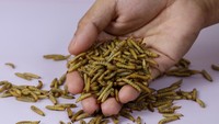 Penampakannya Aja yang Bikin Geli, 1 Kg Maggot Bisa Urai 5-10 Kg Sampah Sehari