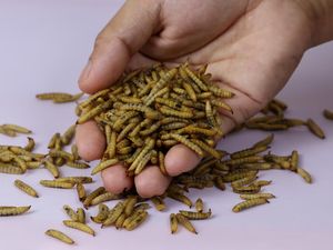 Penampakannya Aja yang Bikin Geli, 1 Kg Maggot Bisa Urai 5-10 Kg Sampah Sehari