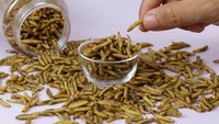 Sama-sama Larva Lalat, Apa Bedanya Maggot Vs Belatung Biasa?