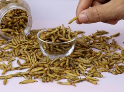 Sama-sama Larva Lalat, Apa Bedanya Maggot Vs Belatung Biasa?