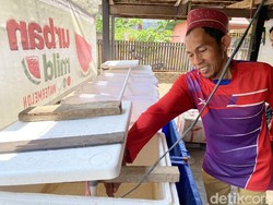 ASN Parepare Budidaya Lobster di Rumah Raup Cuan Rp 60 Juta